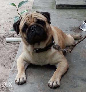 Show quality Pug male, double ring tail