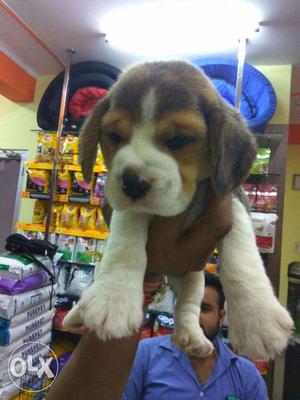 Show quality and champion line beagle puppies available
