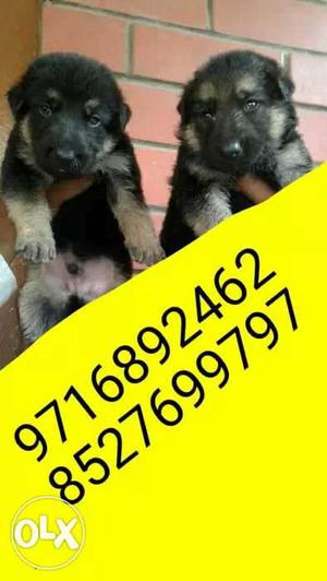 Show quality and pet quality German shephrd labra