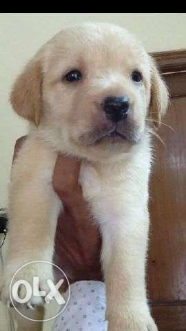 Show quality labrador puppies available nd all breeds