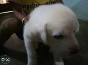 Show quality lebra female Labrador