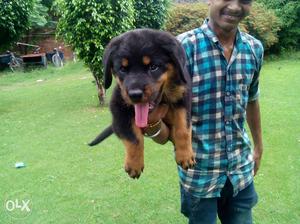 Show quality rottweiler male pup,one month old