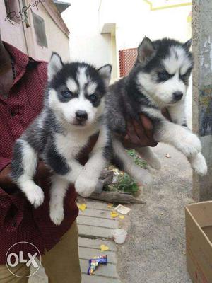 Siberian Husky puppies/ dogs for sale a multi coloured buddy