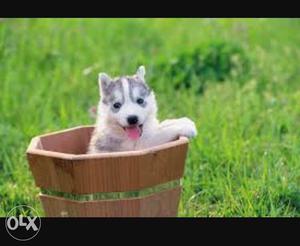 Siberian husky..35k... with paper..