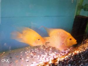 Small Baby Flowerhorn fish Available..500pc