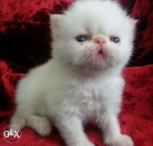 So Very Beautiful Persian cat and kitten for sale.in bhopal