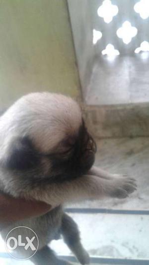 Sup quality pug pappy 20 day old female  or... male 