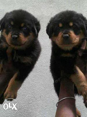 Super Dooper Rottweiler for sales I