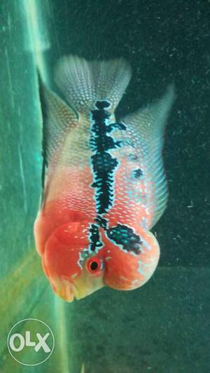 Super red dragon Flowerhorn Fish