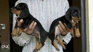 Tan-and-black small breed Dachshund Puppies