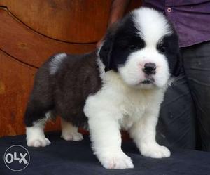 The Best Quality Saint Bernard Puppies available in