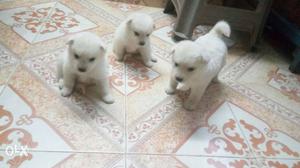 Three White Short Coated Puppies