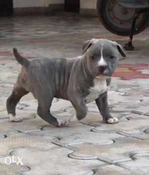 Top quality Blue color american pitbull puppy