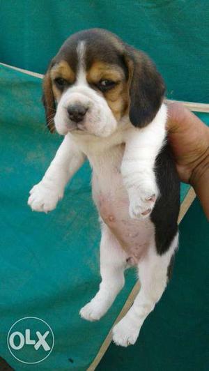 Top quality beagle puppies available in low price