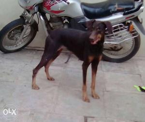 Top quality proven Doberman female for sale