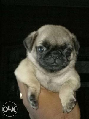 Top quality pug puppy for sale