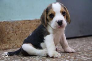 Toy Size Pure Quality Beagle Pure Breed Sell Call