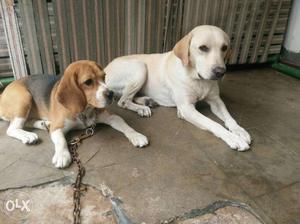 Tri-color Beagle female