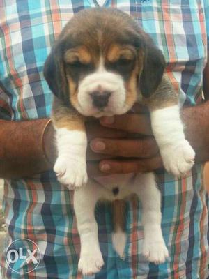 Tricolor Full Fed Motu Beagle Puppy