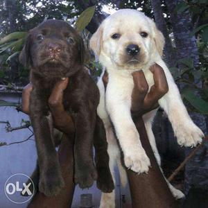 Two Black And Yellow Golden Retriever Puppies