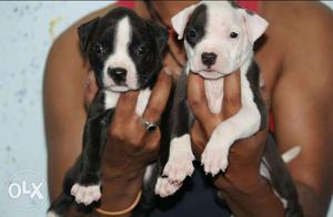 Two Black-white American Pitbull Terrier Puppies