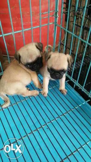 Two Fawn Pug Puppies lab pug saint ghaman golden retivar