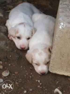 Two Short-coat White Puppies