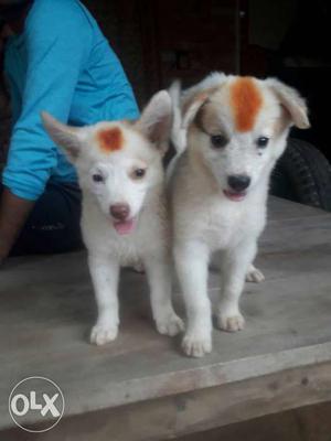 Two White Indian Spitz Puppies]