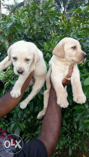 Two Yellow Labrador Retriever Puppies available stock