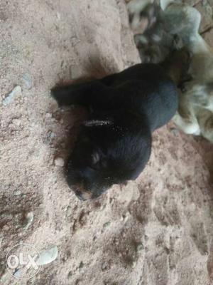 Urgent sale labra puppy low price