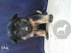 WednesdayPet My German Shepherd 2 manth old hewy bon show /