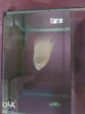 White Albino Fish