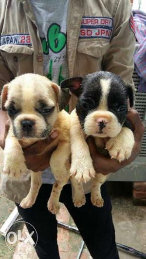 White And Black Puppies