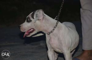 White And Black Short-coated Medium-sized Dog