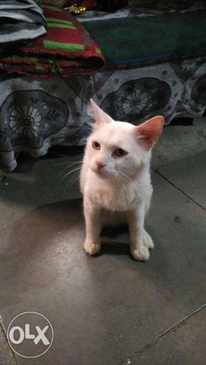 White Cat In Thane