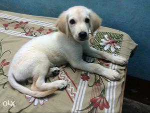 White Golden Retriever puppy available
