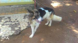 White gsd and normal gsd corss 2year old male for