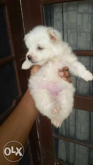White pomerian male and female Puppy available