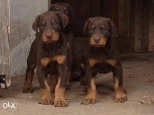 With paper and micro chip male  each puppy price