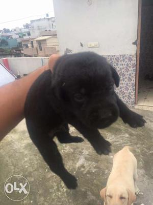Z- Black lebrador puppy for sale