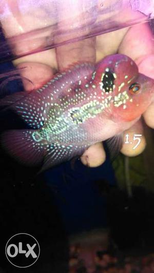 #imported Flowerhorn for sale... fries also
