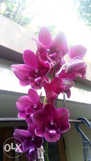 Orchids for sale.