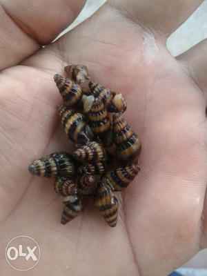 Snails each 50/-