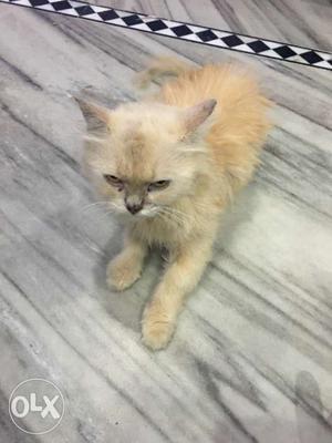 1 year persian long hair cat. she is gud luking