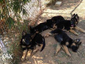 100% Pure & Healthy German Shepherd male-female puppies for