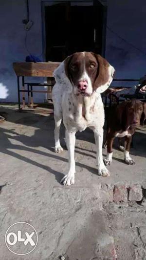 100% pure pointer male dog full healthy 13 months