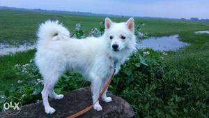 13 months old Spitz very very very cute &