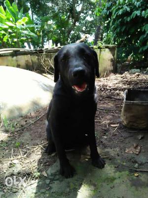 1year old female labrador black dog for selling