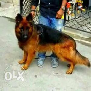 2 months old Good quality Gsd, with paper and