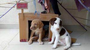 2 pups. brown is male & another is female.must buy 2. price